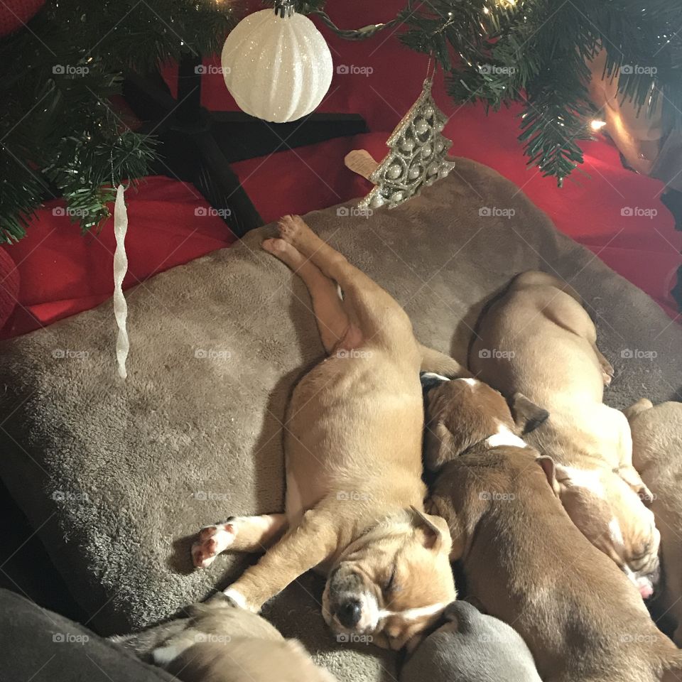 Little puppies sleeping under the chritsmas tree 😍