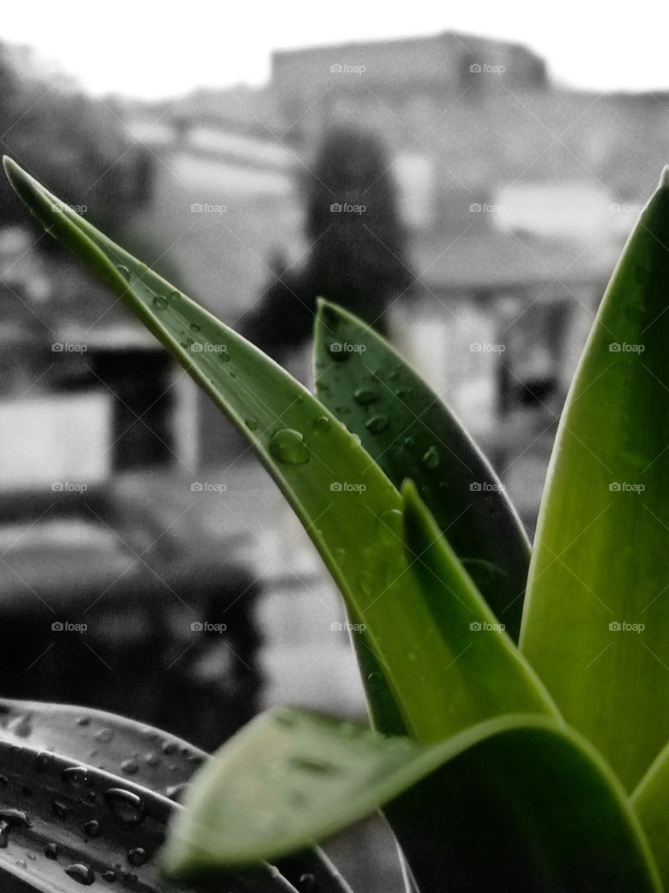 just after rain .. that smell 💫