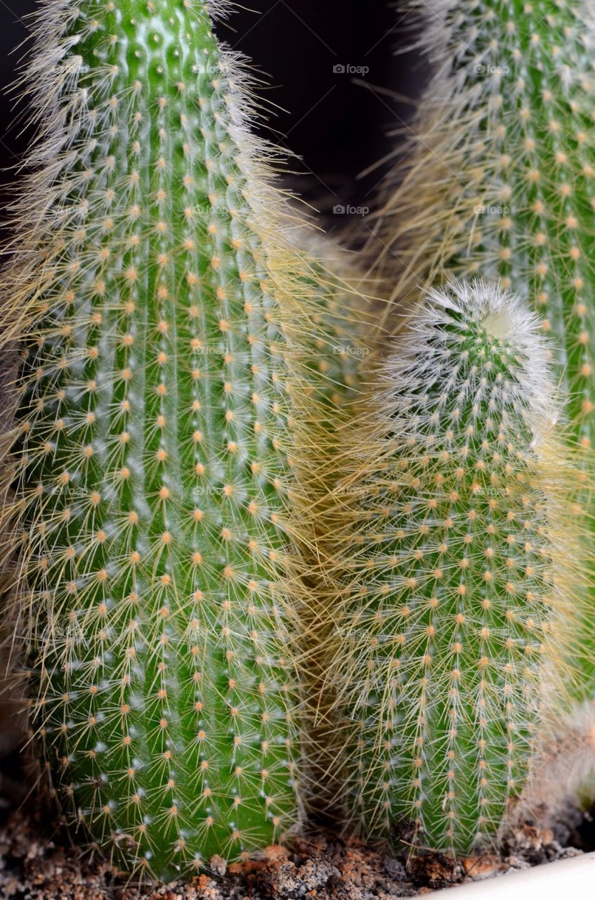 A cactus at home