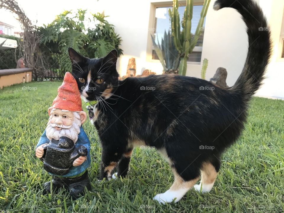 Gnome & Cat