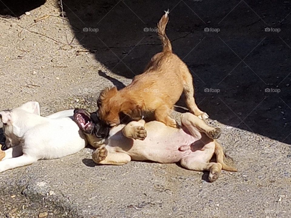puppy's playing together