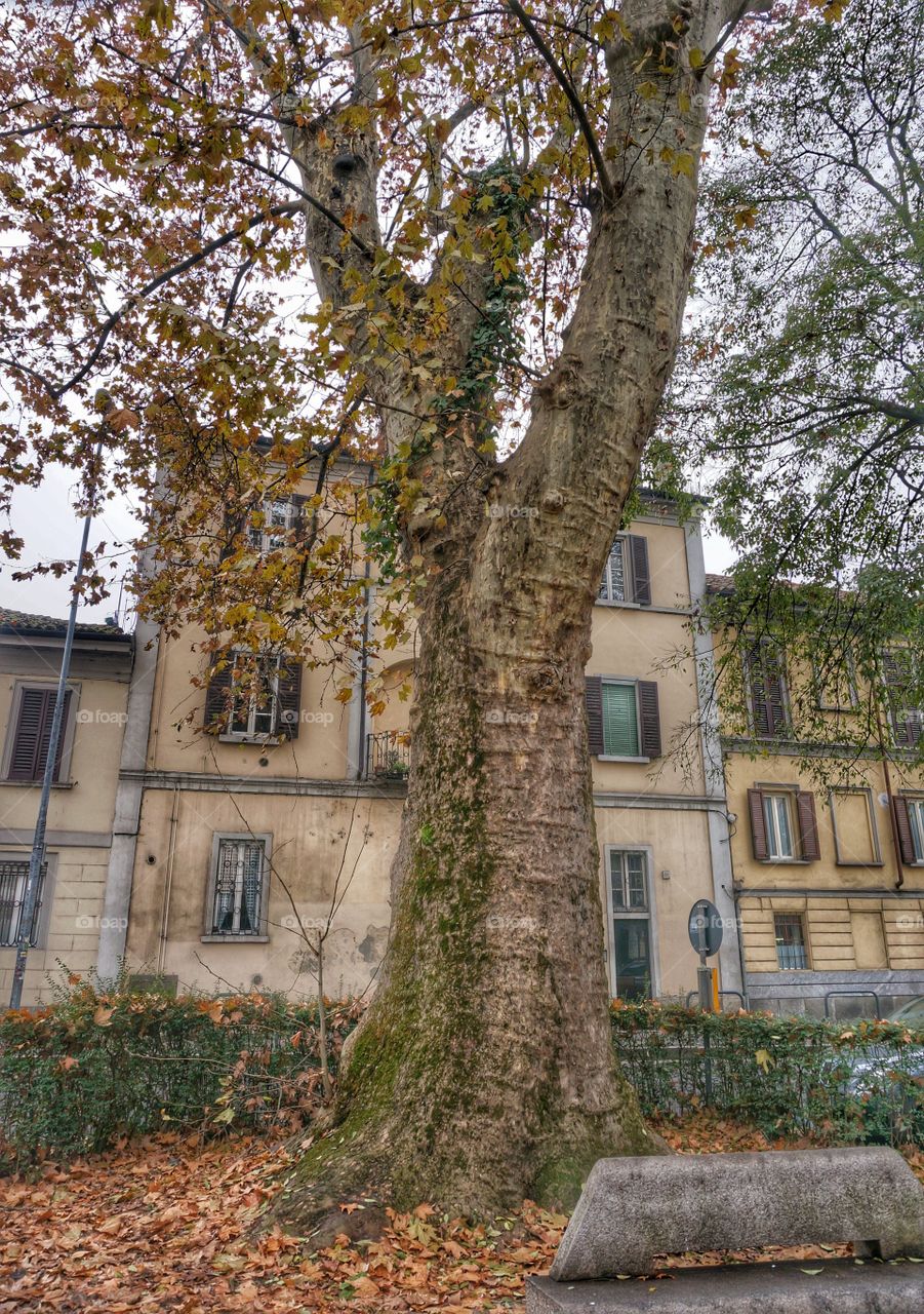 Autumn Foliage. Beautiful Pavia