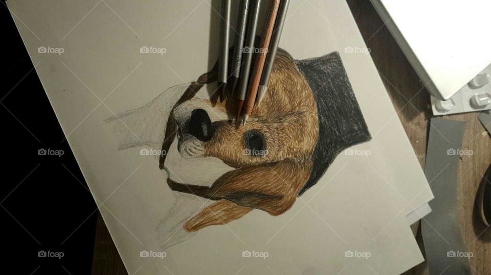 dog drawing