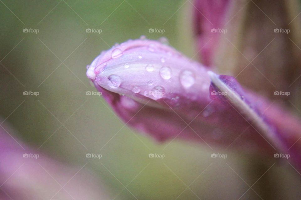 Droplet's of water on fresh purple flower petals