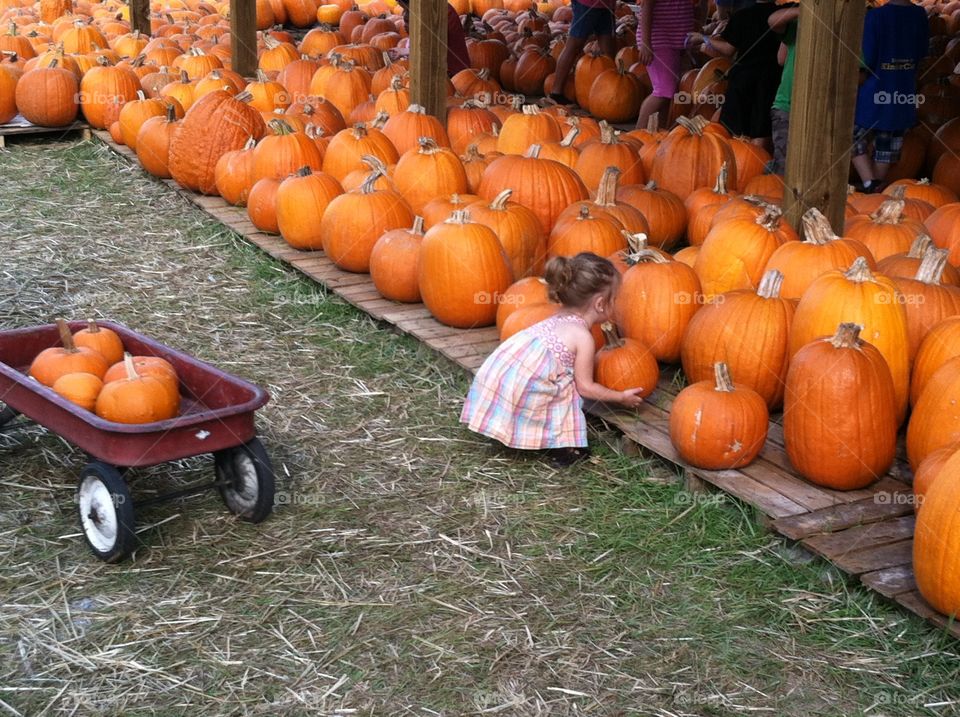 Little girl picking out a pumpkin 