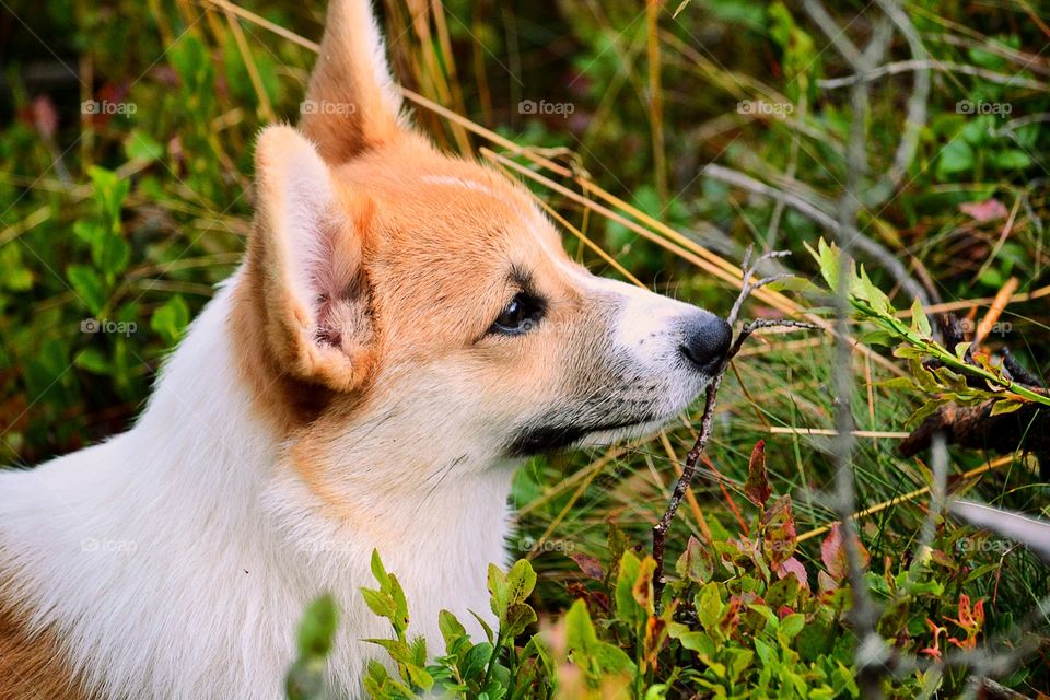 Pembroke welsh corgi in forest