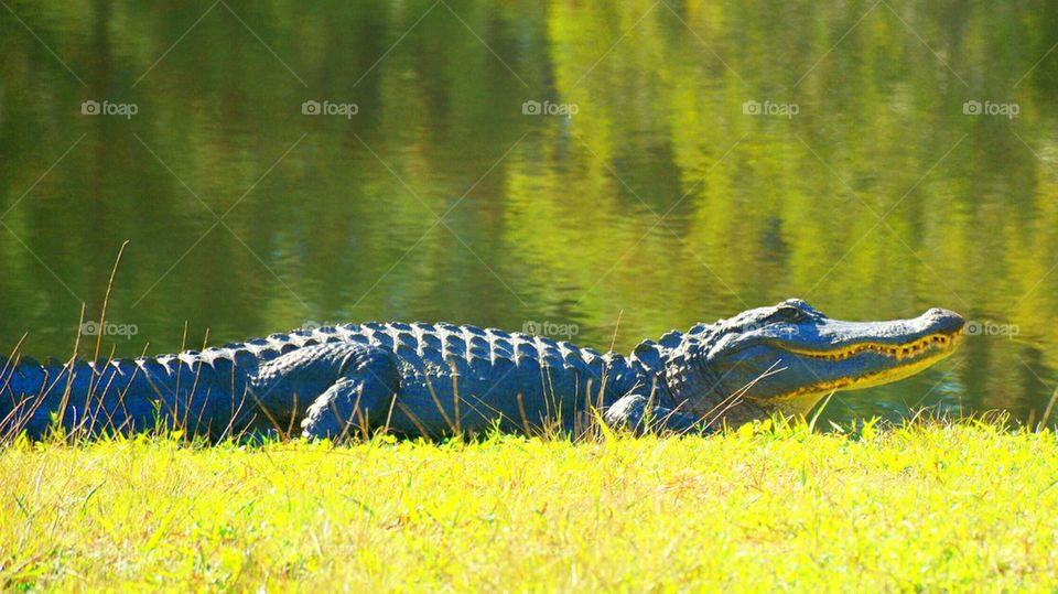 Alligator on grass