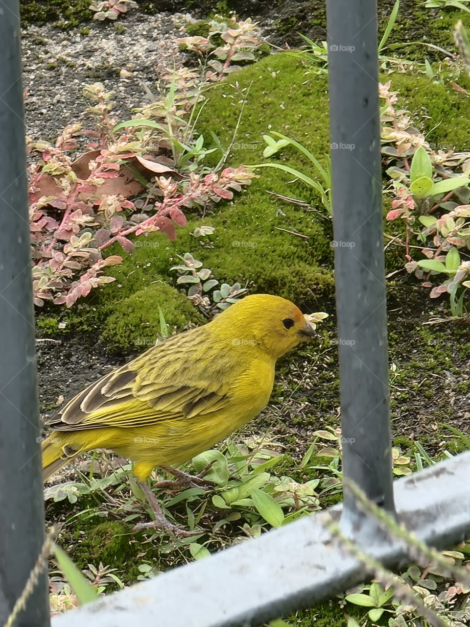 Canary