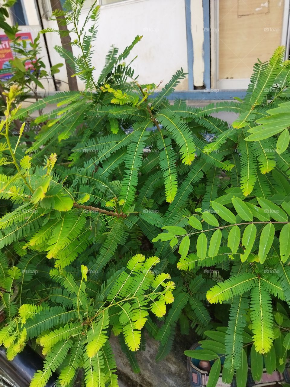 rich green clour in the photo it also clap with potrait mode.