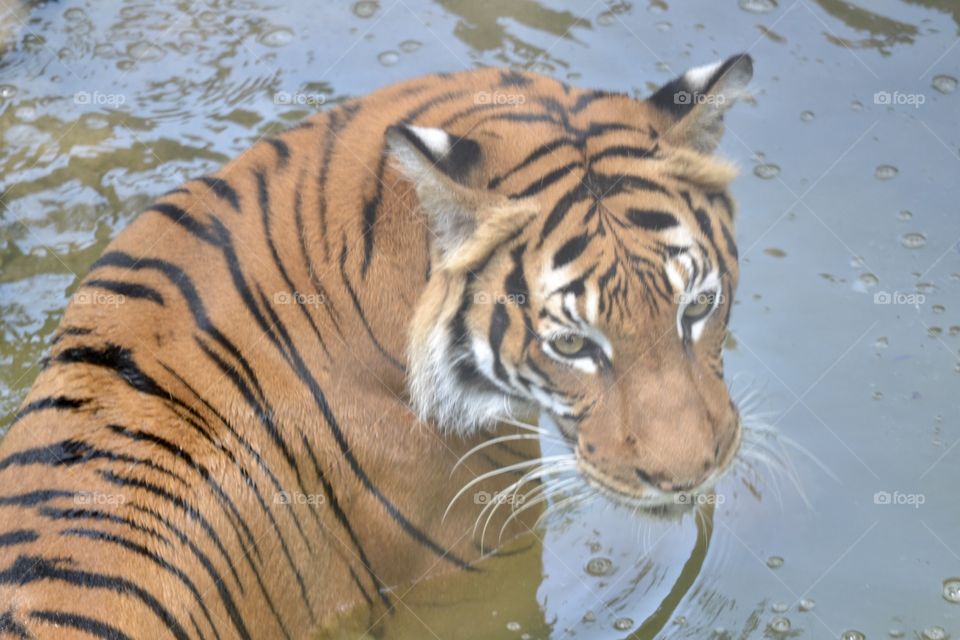 Tiger close-up sitting in water
