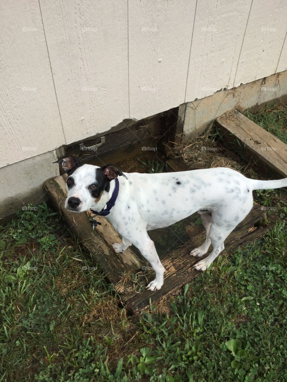 Dexter after heavy rain