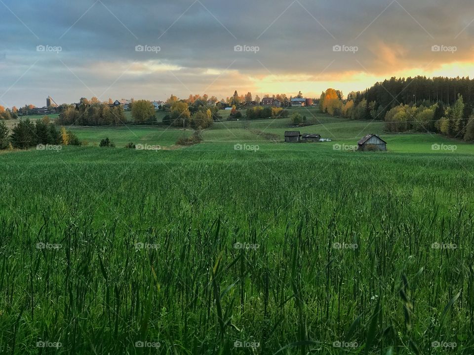Field in Jämtland, Sweden