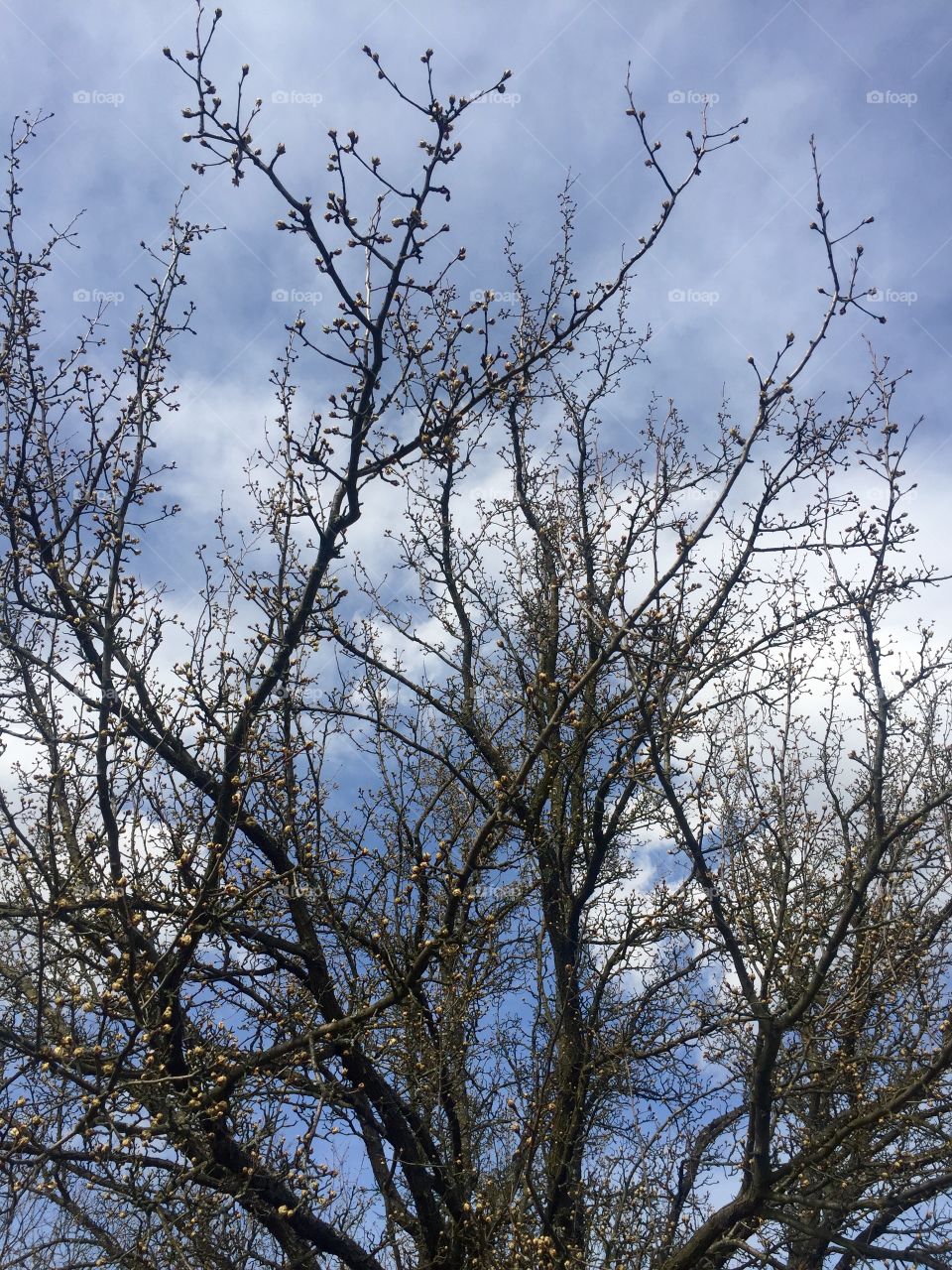 Spring tree blossom 