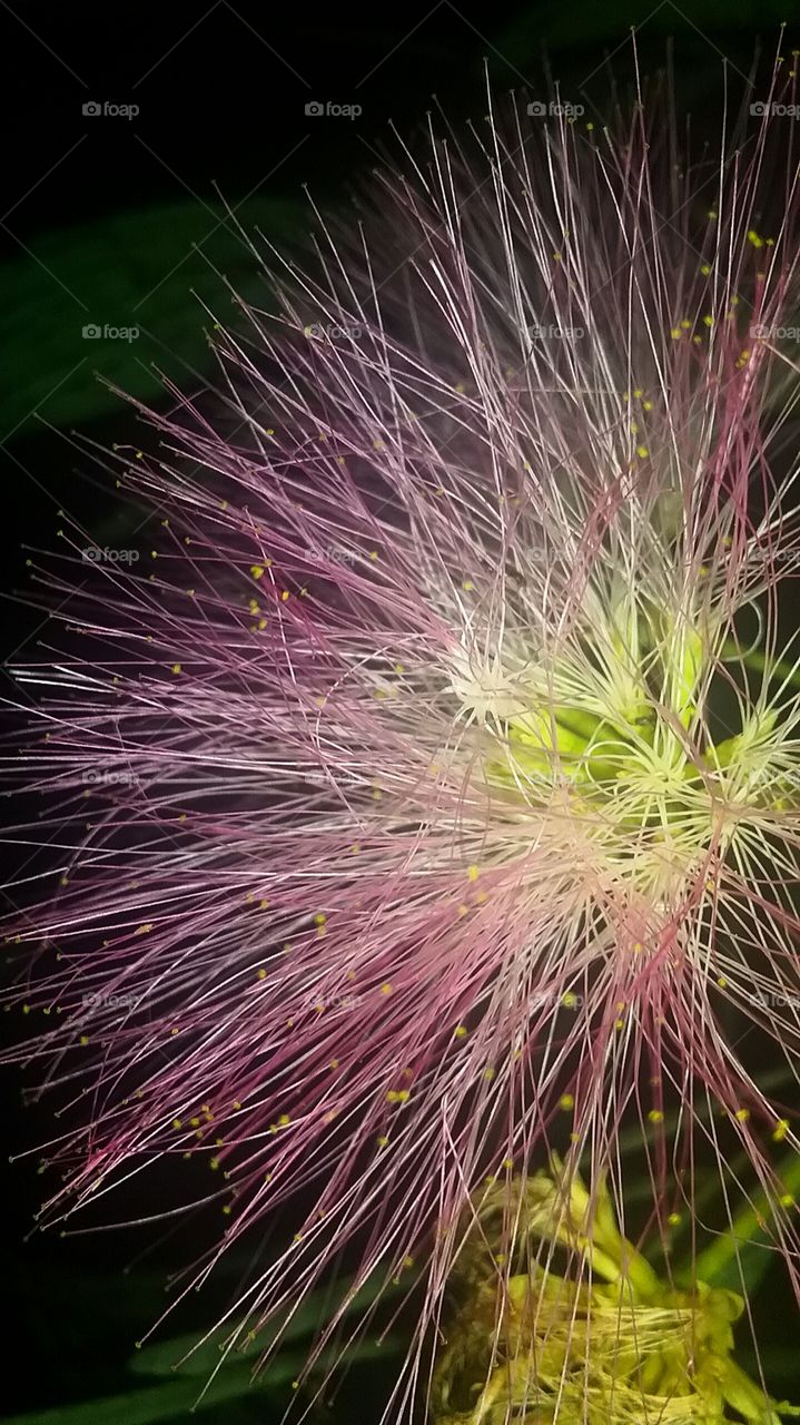 mamosa pollen