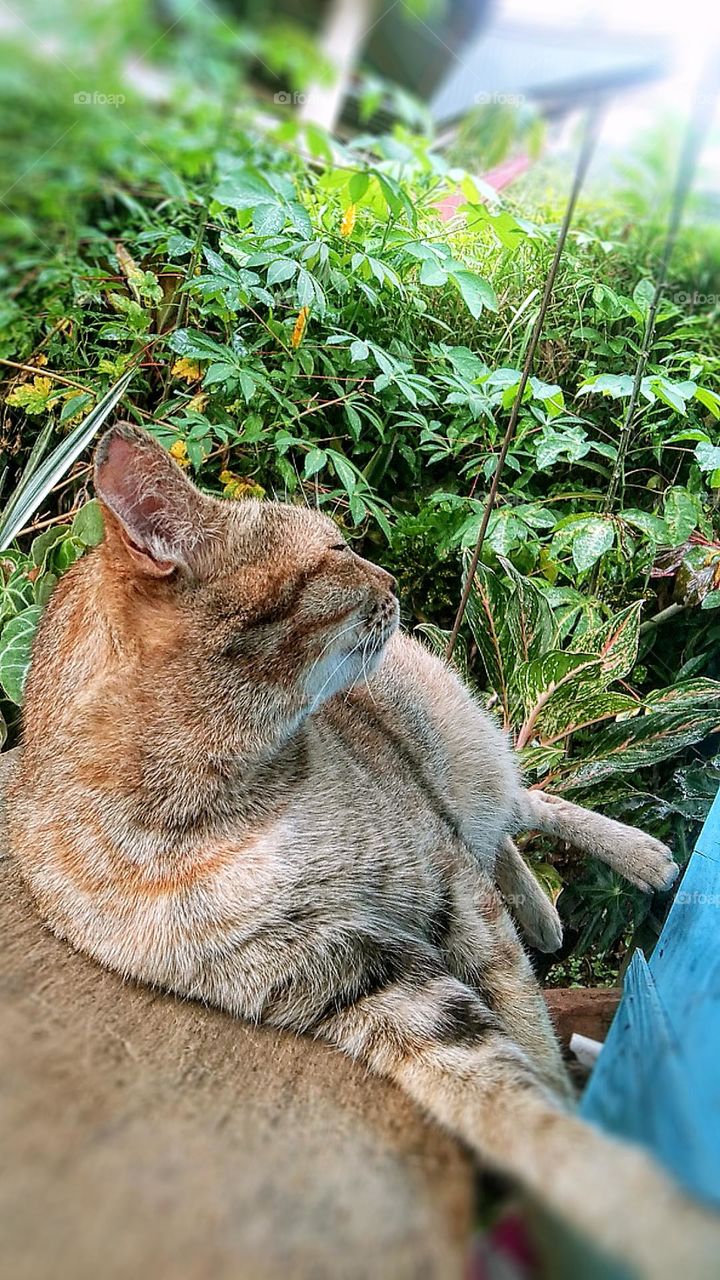 The cat is seem lazy of looking at drizzling rain.