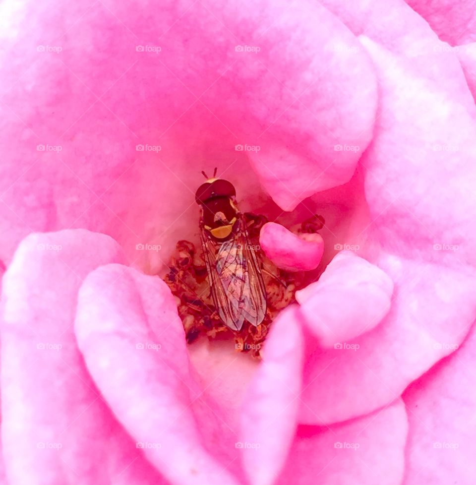 Insect on pink flower