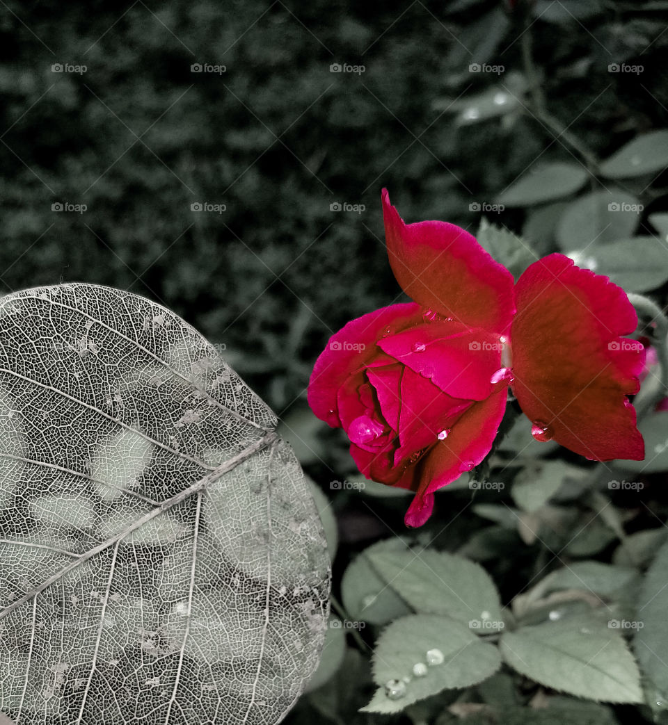 first songs of spring in your...