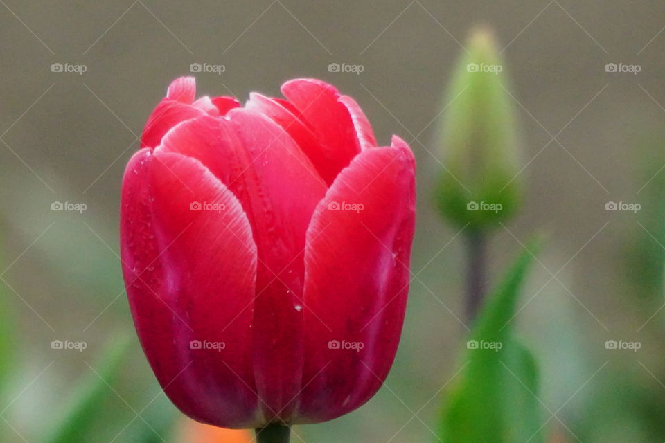 Tulips in Bloom