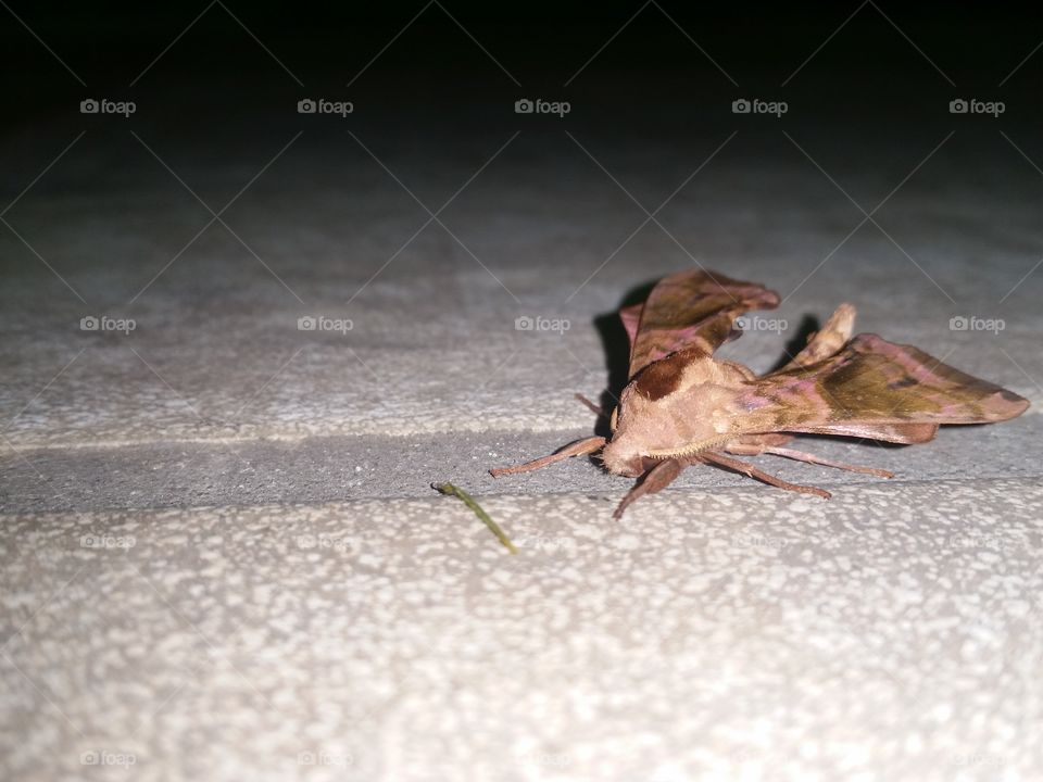 Peach sphinx moth