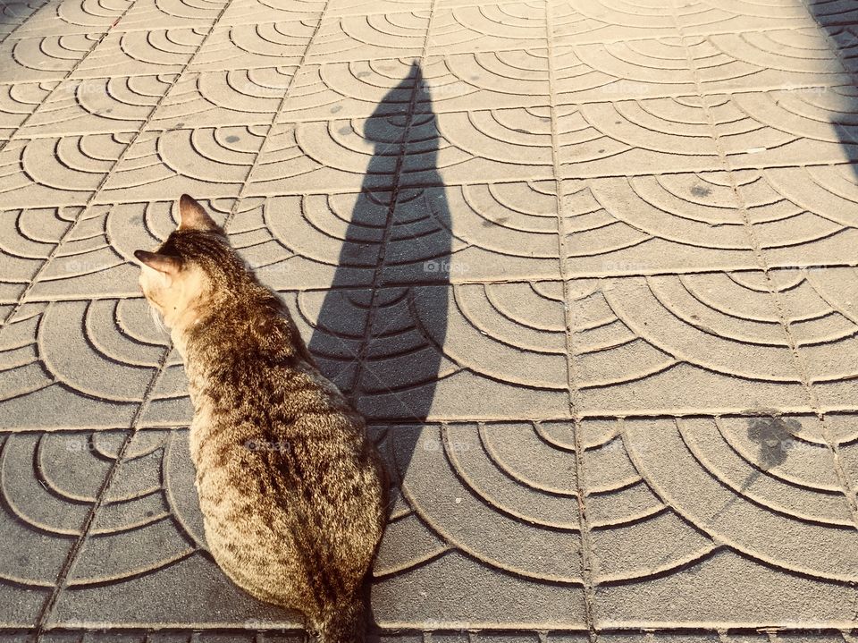 Beautiful shadow a cat on cement floor in the morning.