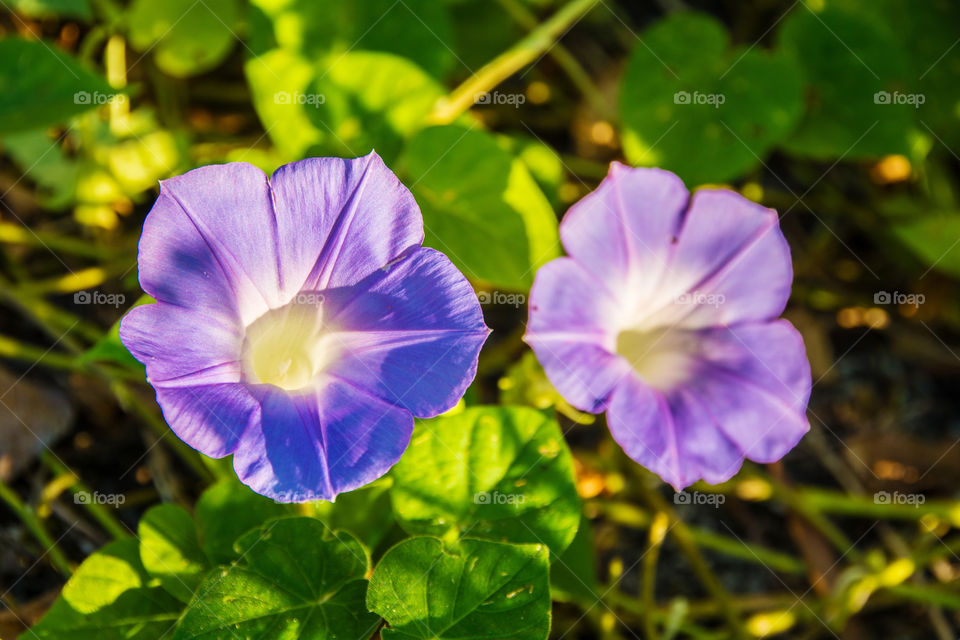 Beautiful morning glory close-up flower