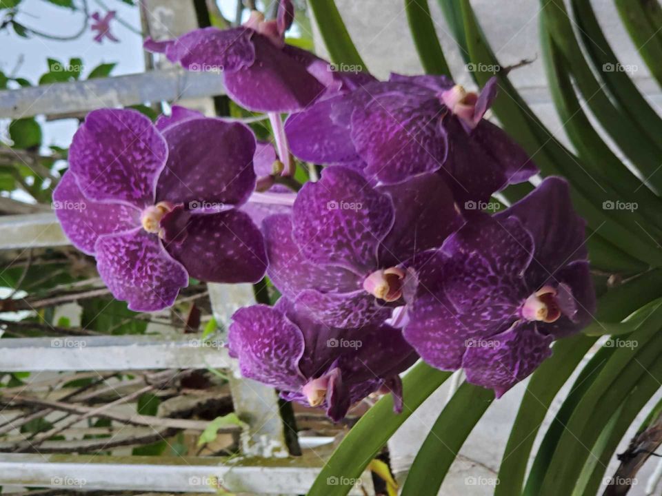 exotic orchids