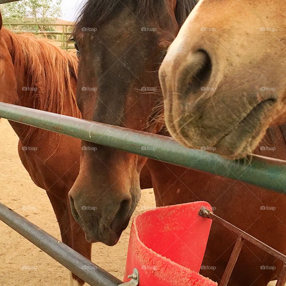 Three horses at feed beach cost in ranch corral