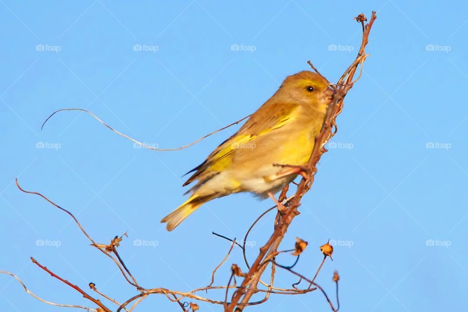Close up on an European Greenfinch on the top of a branch in the gardens of Suscinio's castle under a blue sky