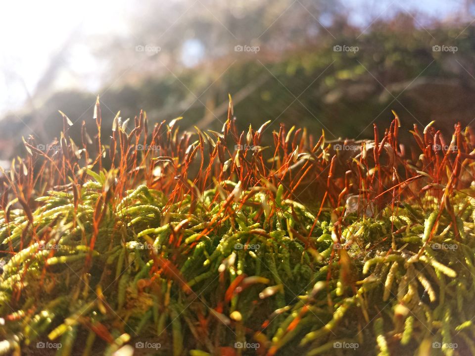 moss covered