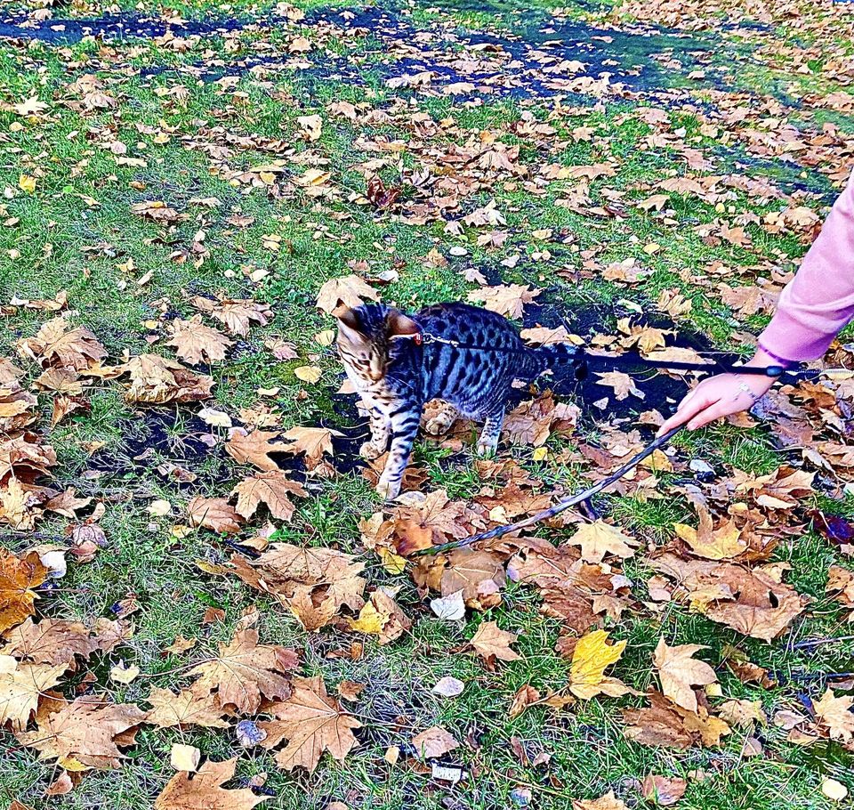 #cat #day #autumn season
#breed #grass