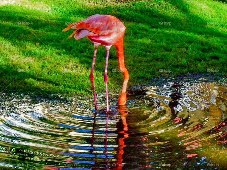 Dominican Flamingos