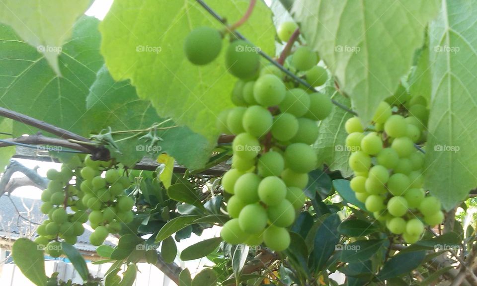 Parreira de uvas