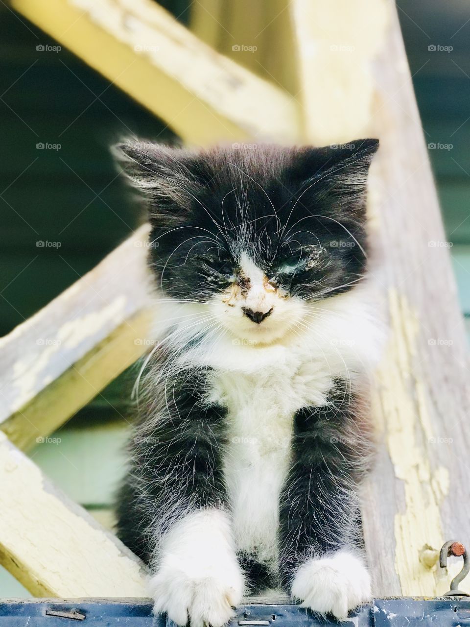 Stay where you are kitty 