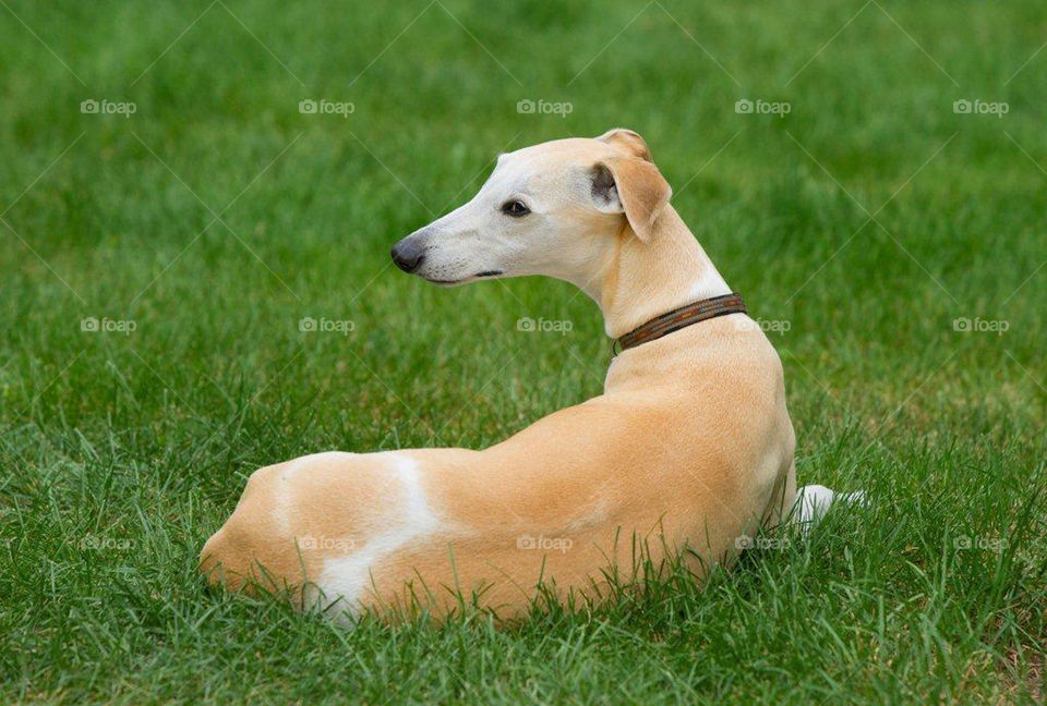 A whippet lays in the sun on a carpet of green grass and watches the
