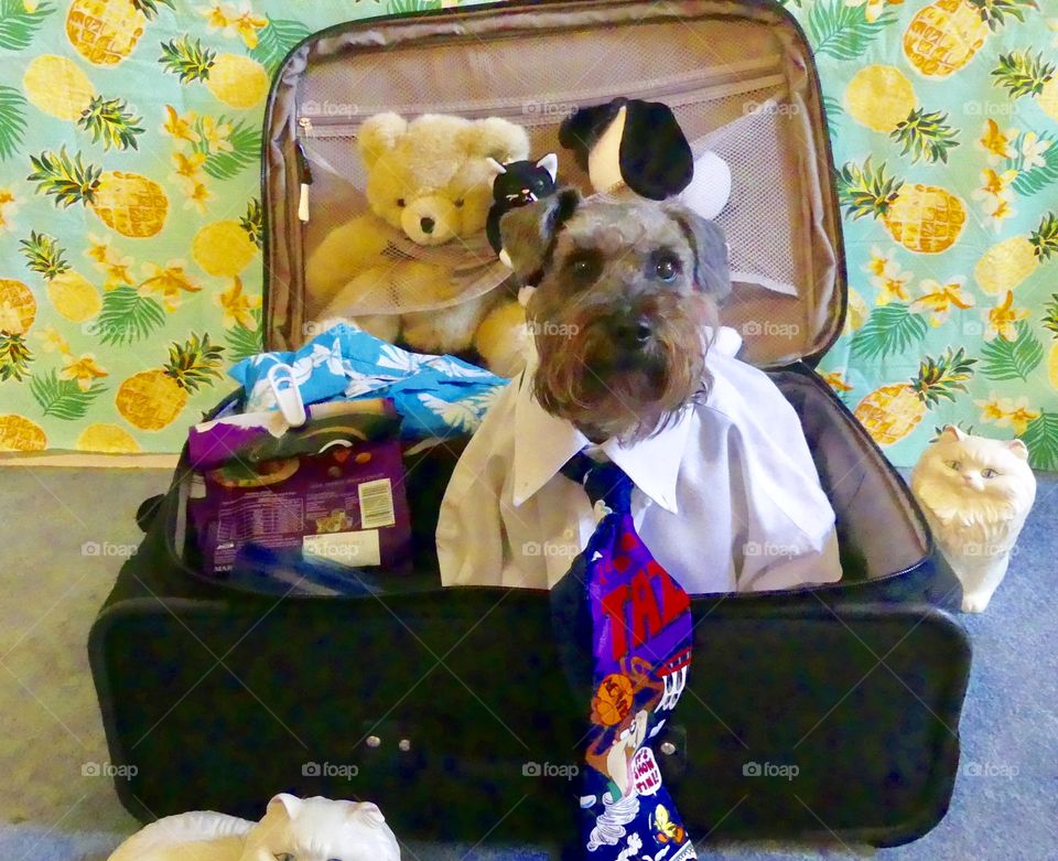 “I didn’t dressed up to stay home” - dog in the suitcase ready to go on vacation