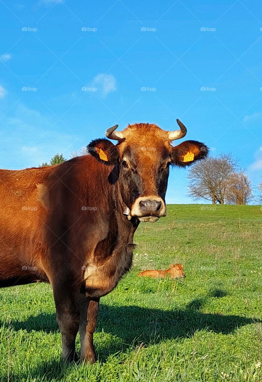 Cow in the field