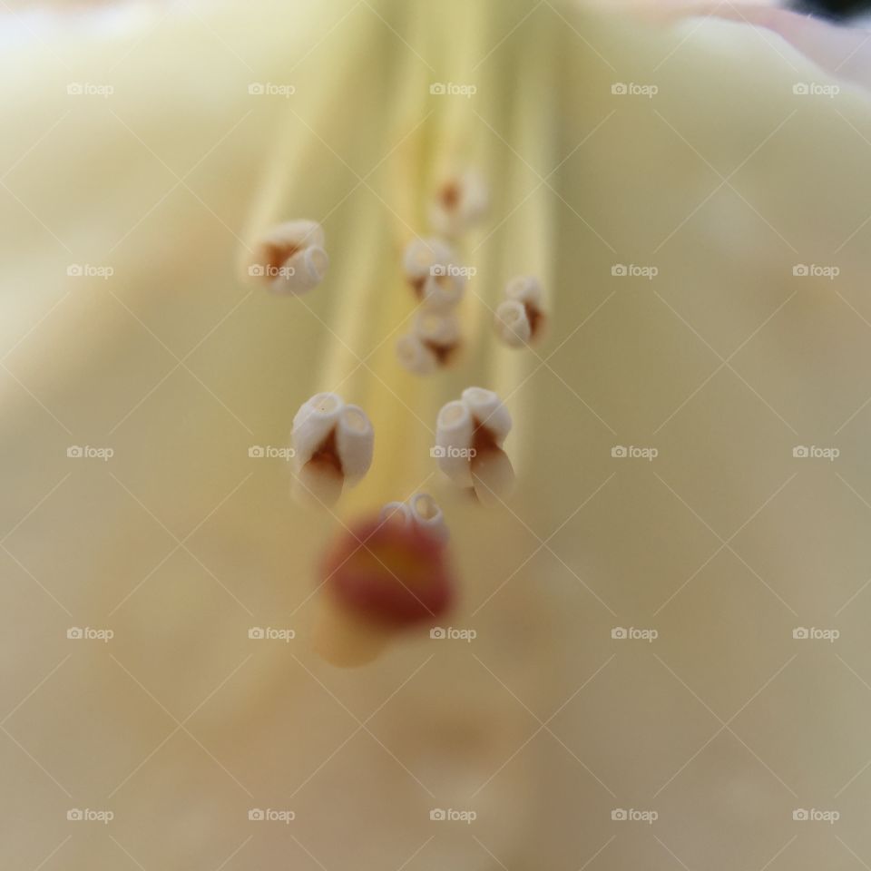 Blur, Delicate, Love, Wedding, Flower