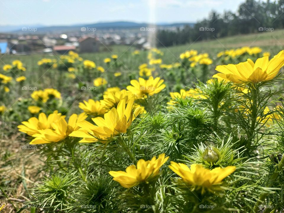 spring yellow flowers bloom on a sunny spring day.