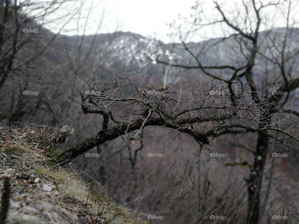Tree in the mountain