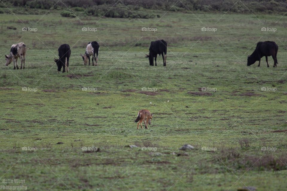 Ethiopian wolf 39