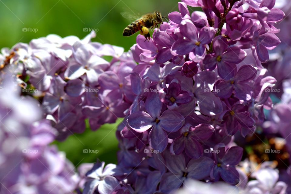 bee and flowers