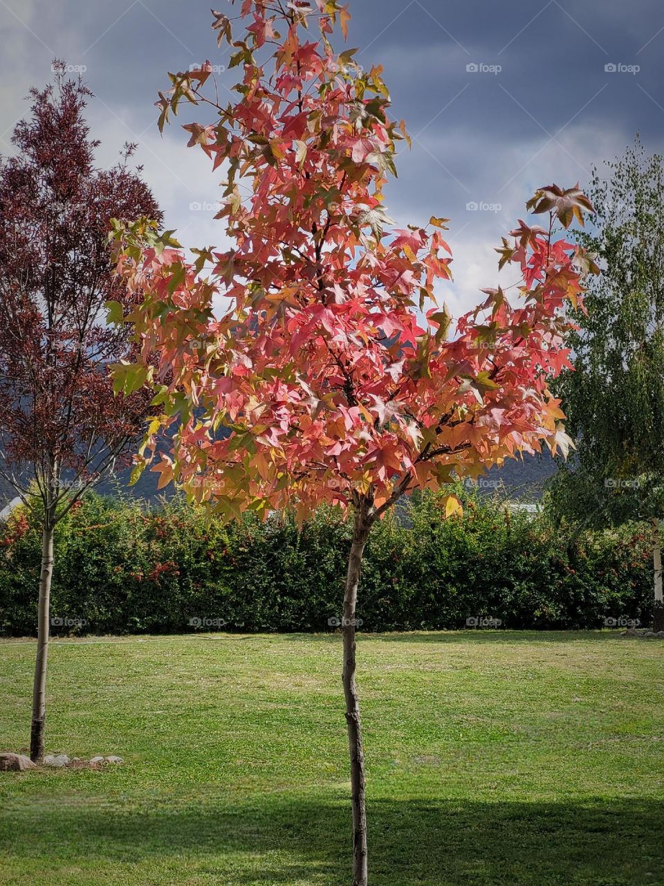 hermoso otoño