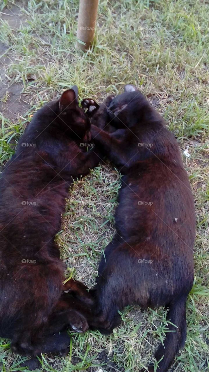 dos gatitas negras durmiendo abrazadas