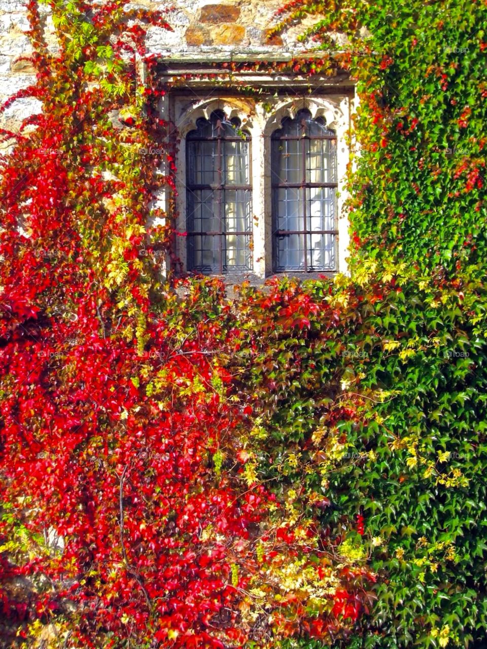 Window with ivy