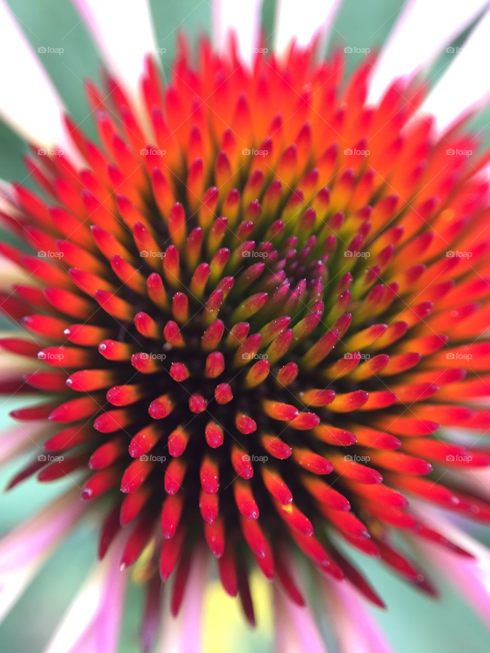 Macro of a flower 