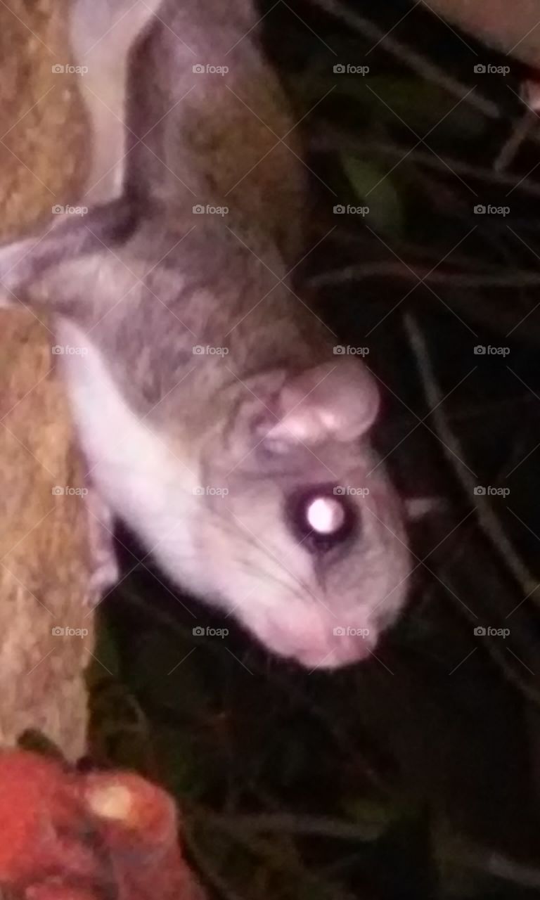 flying squirrel outside my house.