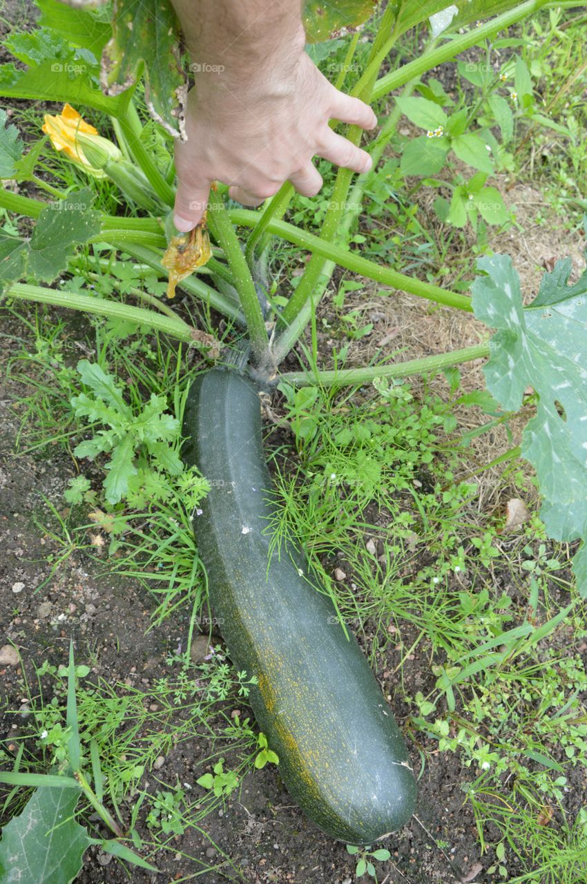 zucchini