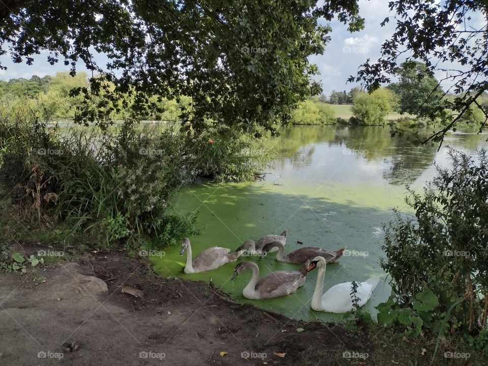 Swans in the Danson park, Bexley