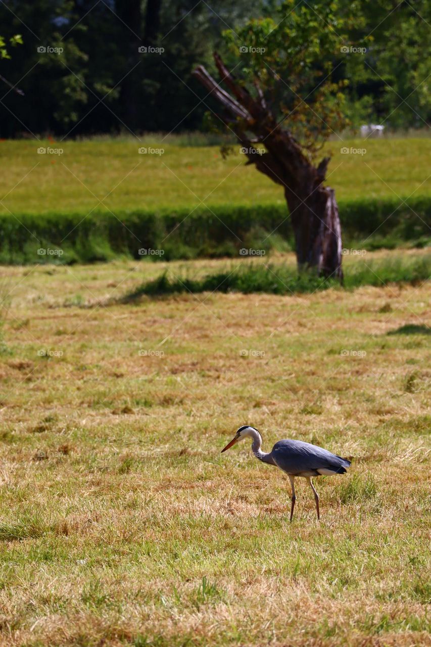 Ardea herodias