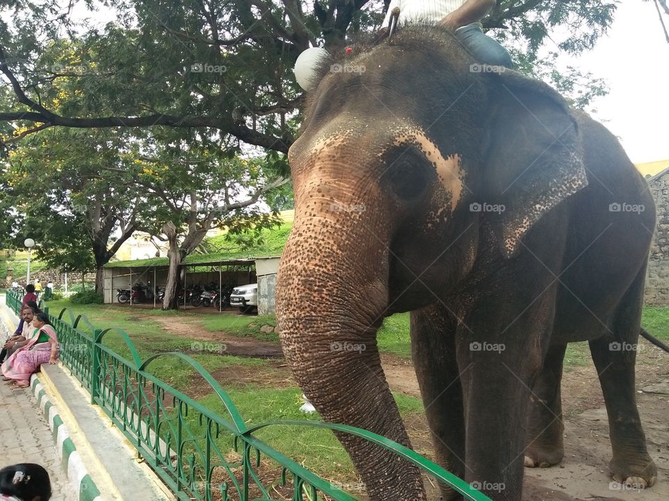 elephants